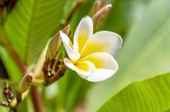 Schließen Sie oben von einem Frangipani stockbilder Schließen Sie oben von einem Frangipani stockbilder