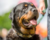 Schließen Sie oben von einem Rottweiler-Gesicht mit Zahnheraus darstellen der Zunge des Munds offenem stockbild Schließen Sie oben von einem Rottweiler-Gesicht mit Zahnheraus darstellen der Zunge des Munds offenem stockbild