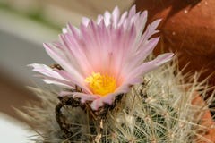 Schließen Sie oben von einer rosa Kaktusblüte stockbilder Schließen Sie oben von einer rosa Kaktusblüte stockbilder