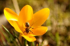 Schließen Sie oben von einer schönen Blume und von einer Biene stockfotos Schließen Sie oben von einer schönen Blume und von einer Biene stockfotos