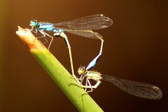 Schließen Sie oben von einer schönen Libelle in der Natur lizenzfreie stockbilder Schließen Sie oben von einer schönen Libelle in der Natur lizenzfreie stockbilder