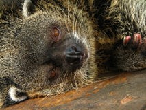 Schläfriger Bearcat lizenzfreie stockbilder Schläfriger Bearcat lizenzfreie stockbilder