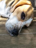 Schläfriges Gesicht des jungen Spürhundhundes lizenzfreies stockbild Schläfriges Gesicht des jungen Spürhundhundes lizenzfreies stockbild