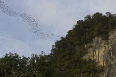Schläger in Mulu NP lizenzfreie stockfotos Schläger in Mulu NP lizenzfreie stockfotos