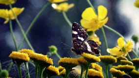 Schmetterling, der auf einem gelben Blume Coltsfoot, Frühling sitzt stockbild Schmetterling, der auf einem gelben Blume Coltsfoot, Frühling sitzt stockbild