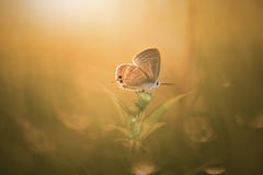Schmetterling, Tiere, Makro, bokeh, Insekt, Natur, lizenzfreies stockfoto Schmetterling, Tiere, Makro, bokeh, Insekt, Natur, lizenzfreies stockfoto