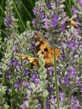 Schmetterling und Bienenfütterung vom Lavendel stockbild Schmetterling und Bienenfütterung vom Lavendel stockbild