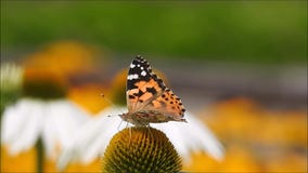 Schmetterling und ein Gänseblümchen Schmetterling und ein Gänseblümchen