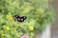 Schmetterlinge in einem schönen Blumengarten Indonesien stockbild Schmetterlinge in einem schönen Blumengarten Indonesien stockbild