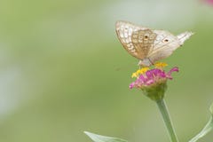 Schmetterlinge im Blumengarten stockfotos Schmetterlinge im Blumengarten stockfotos