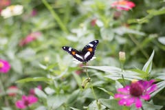Schmetterlinge im Blumengarten stockbild Schmetterlinge im Blumengarten stockbild