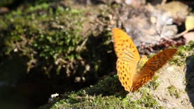 Schmetterlingsnaturszene Schmetterlingsnaturszene
