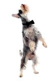 Schnauzer standing on two legs stock photo Schnauzer standing on two legs stock photo