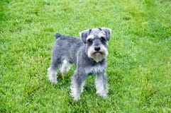 Schnauzer stands in the grass stock images Schnauzer stands in the grass stock images