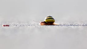 Schnecke auf dem Asphalt Schnecke auf dem Asphalt