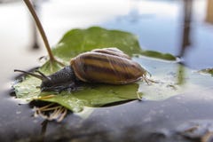 Schnecke sitzt auf grünem Blatt und betrachtet Reflexion im Wasser stockfotos Schnecke sitzt auf grünem Blatt und betrachtet Reflexion im Wasser stockfotos