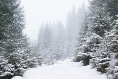 Schneefälle im dichten schneebedeckten Tannenwald auf der Straße stockfotografie Schneefälle im dichten schneebedeckten Tannenwald auf der Straße stockfotografie