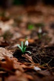 Schneeglöckchen blühte im Wald nach Winter lizenzfreies stockfoto Schneeglöckchen blühte im Wald nach Winter lizenzfreies stockfoto