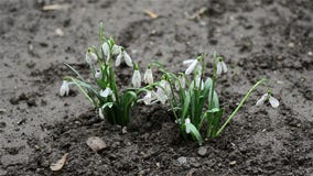 Schneeglöckchengruppe Schneeglöckchengruppe
