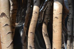Schneiden Sie Birkenstämme und die Spiegel, zum der optischer Täuschung eines Durchgangs, die zu schaffen existiert nicht lizenzfreie stockfotos Schneiden Sie Birkenstämme und die Spiegel, zum der optischer Täuschung eines Durchgangs, die zu schaffen existiert nicht lizenzfreie stockfotos