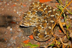 Schocker`s Saw Scaled Viper, Echis carinatus sochureki, Jaisalmer, Rajasthan. India stock photo Schocker`s Saw Scaled Viper, Echis carinatus sochureki, Jaisalmer, Rajasthan. India stock photo