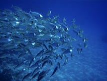 Sea ocean deep underwater fish school group life coral reef water background shoal under blue color scuba diver nature diving