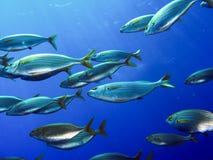School of fish salema stock photo School of fish salema stock photo