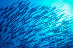 School Of Fish Underwater