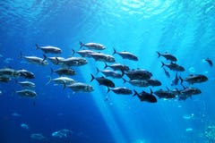 School of fish underwater at an aquarium