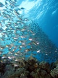 School of glass fish. Underwater Royalty Free Stock Image School of glass fish. Underwater Royalty Free Stock Image