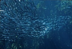 School Of Fish Stock Photography School Of Fish Stock Photography