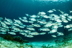 school of red snapper fish