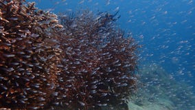 School of small fish around acropora and soft coral