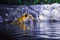 Schoonheid van een tijger royalty-vrije stock fotografie Schoonheid van een tijger royalty-vrije stock fotografie