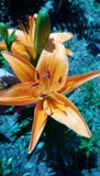 Schoonheid van zuidelijke bloemen stock afbeelding Schoonheid van zuidelijke bloemen stock afbeelding