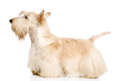 Schots die Terrier op witte achtergrond wordt geïsoleerd royalty-vrije stock afbeeldingen Schots die Terrier op witte achtergrond wordt geïsoleerd royalty-vrije stock afbeeldingen