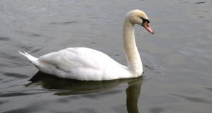Schwan, Anmut, Liebe stockfoto Schwan, Anmut, Liebe stockfoto
