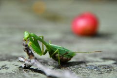 Schwangere Gottesanbeterin stockfotos Schwangere Gottesanbeterin stockfotos