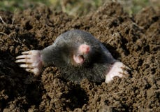 Schwarze Mole neu Schwarze Mole neu