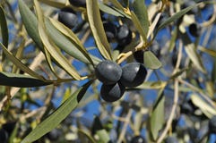 Schwarze Oliven, Olea europaea, reifend auf Baum lizenzfreies stockfoto Schwarze Oliven, Olea europaea, reifend auf Baum lizenzfreies stockfoto