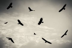 Schwarze Vögel im bewölkten Himmel, Rohrweihe, Raubvogel stockbilder Schwarze Vögel im bewölkten Himmel, Rohrweihe, Raubvogel stockbilder