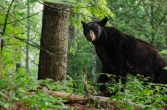 Schwarzer Bär in Cades-Bucht GSMNP stockbilder Schwarzer Bär in Cades-Bucht GSMNP stockbilder