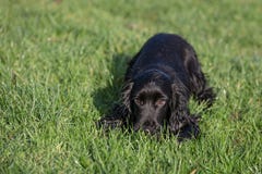 Schwarzer Cockerspaniel lizenzfreie stockfotografie Schwarzer Cockerspaniel lizenzfreie stockfotografie
