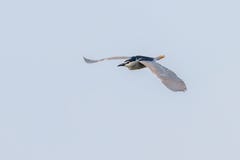 Schwarzer gekr?nter Nachtreiher in Kampf-blauer Himmel Nycticorax Nycticorax lizenzfreies stockbild Schwarzer gekr?nter Nachtreiher in Kampf-blauer Himmel Nycticorax Nycticorax lizenzfreies stockbild
