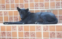 Schwarzer Hund, der auf Treppenhaus im Tempel sitzt stockfoto Schwarzer Hund, der auf Treppenhaus im Tempel sitzt stockfoto