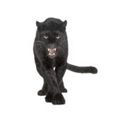 Schwarzer Leopard (6 Jahre) lizenzfreies stockfoto Schwarzer Leopard (6 Jahre) lizenzfreies stockfoto