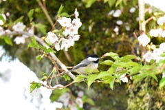 Schwarzer mit einer Kappe bedeckter Chickadee in der Kirschblüte stockbilder Schwarzer mit einer Kappe bedeckter Chickadee in der Kirschblüte stockbilder