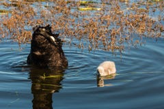 Schwarzer Schwan mit dem Cygnet, der nach Lebensmittel sucht Lizenzfreie Stockfotos Schwarzer Schwan mit dem Cygnet, der nach Lebensmittel sucht Lizenzfreie Stockfotos