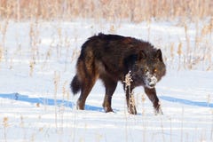 Schwarzer Timberwolf mit dem Durchbohren von gelben Augen Stockbild Schwarzer Timberwolf mit dem Durchbohren von gelben Augen Stockbild