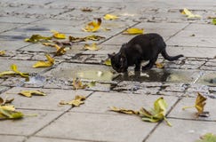 Schwarzes Straßenkätzchen trinkt die Spezies des Puddings im Herbst stockfoto Schwarzes Straßenkätzchen trinkt die Spezies des Puddings im Herbst stockfoto